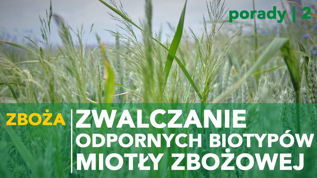Zwalczanie odpornych biotypów miotły zbożowej