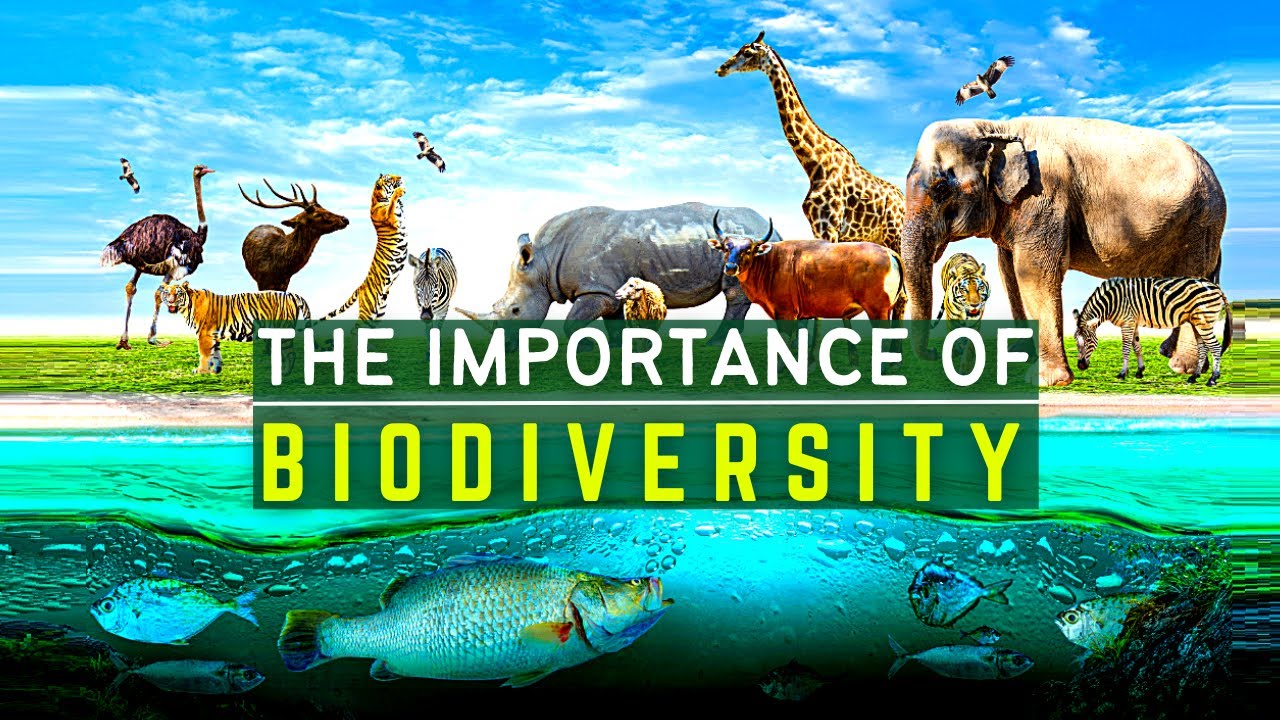 Biodiversity in Crisis: The Consequences of Human Activities on Our Planet's Ecosystems
