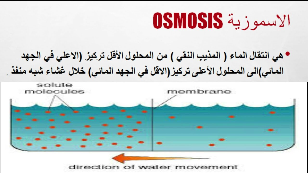 osmosis-plasmolysis  مقدمة الاسموزية البلزمة  والشفاء من البلزمة والشجرة الاسموزية اعناق الخروع