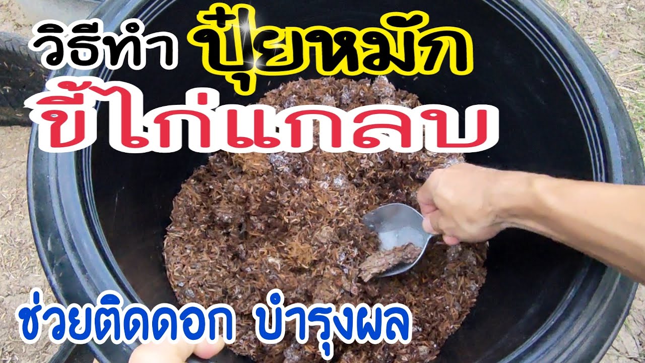 วิธีทำปุ๋ยหมักขี้ไก่แกลบ ช่วยในการติดดอกและบำรุงผล ได้ทั้งปุ๋ยคอกขี้ไก่และแกลบหมัก