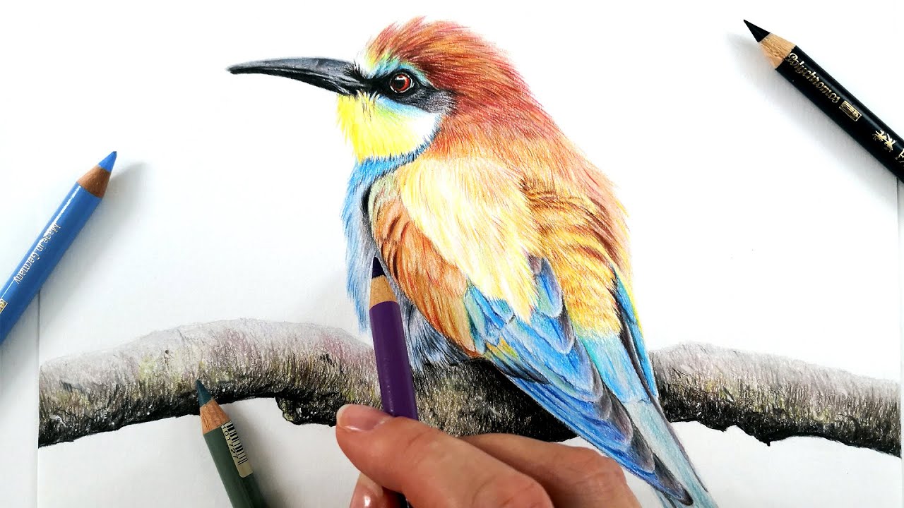 How to draw fuzzy feathers with Colored Pencils? REAL TIME