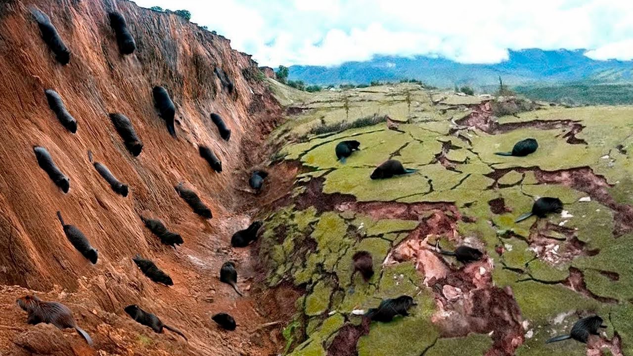 They Released Hundreds of Beavers to the Yellowstone With Cracked Landscape, and Result Was Insane