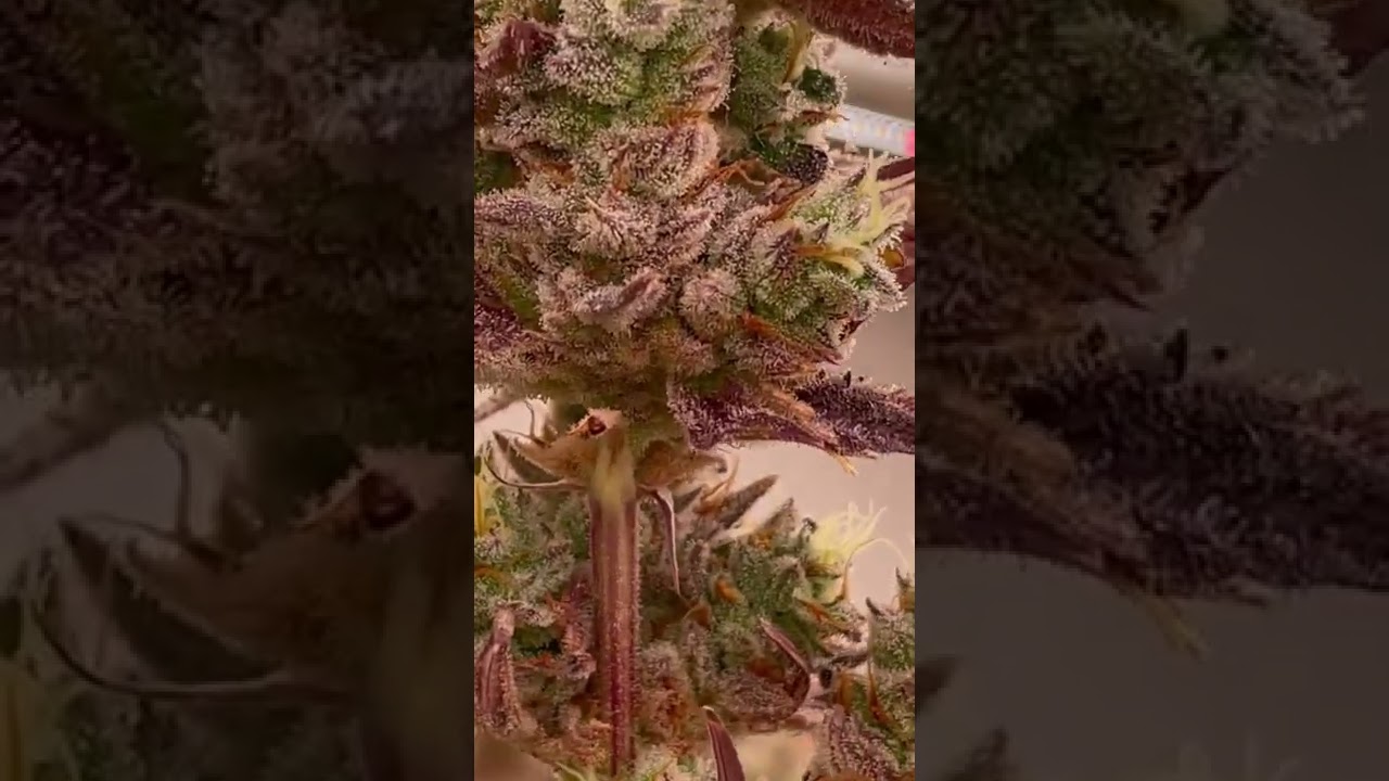 Small Batch Boutique Marijuana