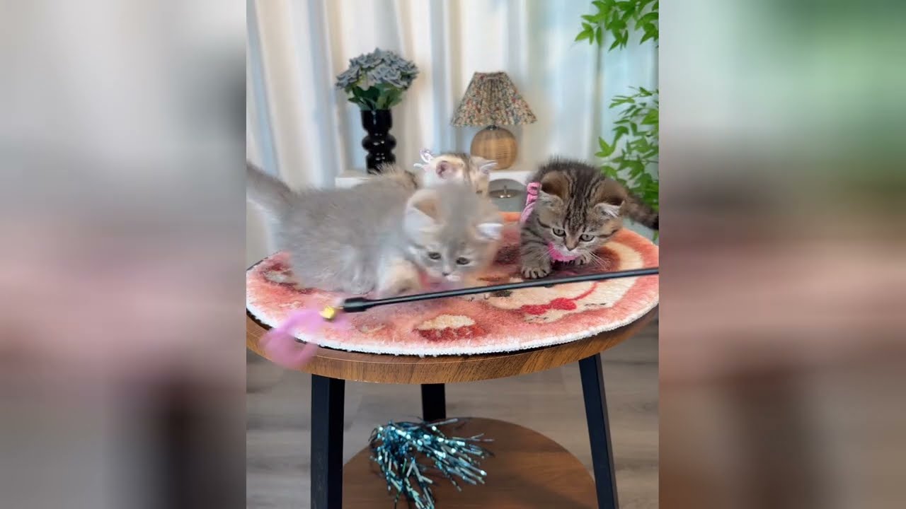 Soft kitten fur is the best thing to touch today