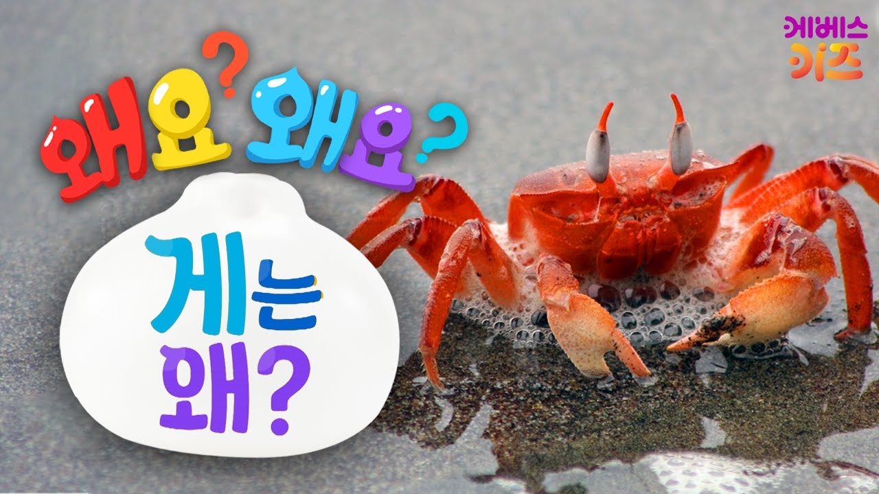 집게발을 들고 옆으로 걷는 게!ㅣ게는 왜?ㅣ왜요? 왜요? 궁금할 만두ㅣKBS 240822 방송