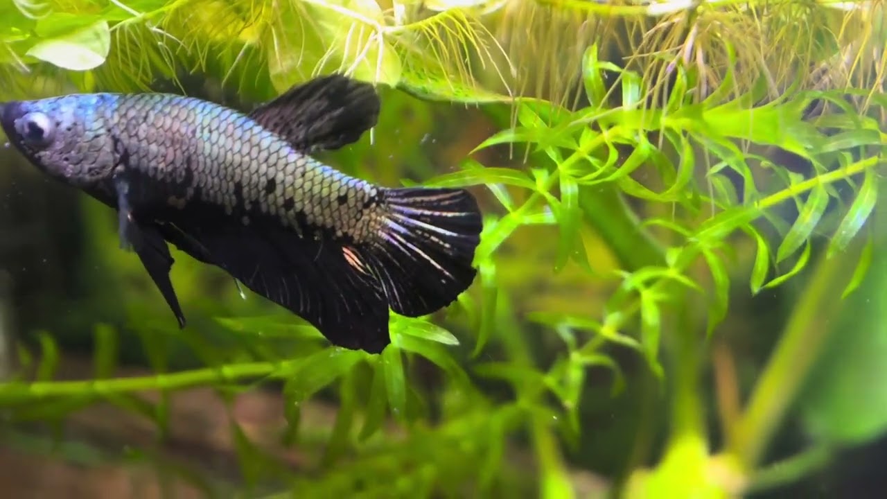 Our black samurai betta fish. 