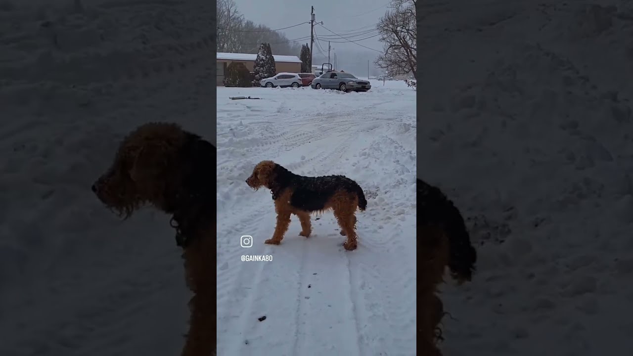 Walking in the snow. Helping neighbors. 