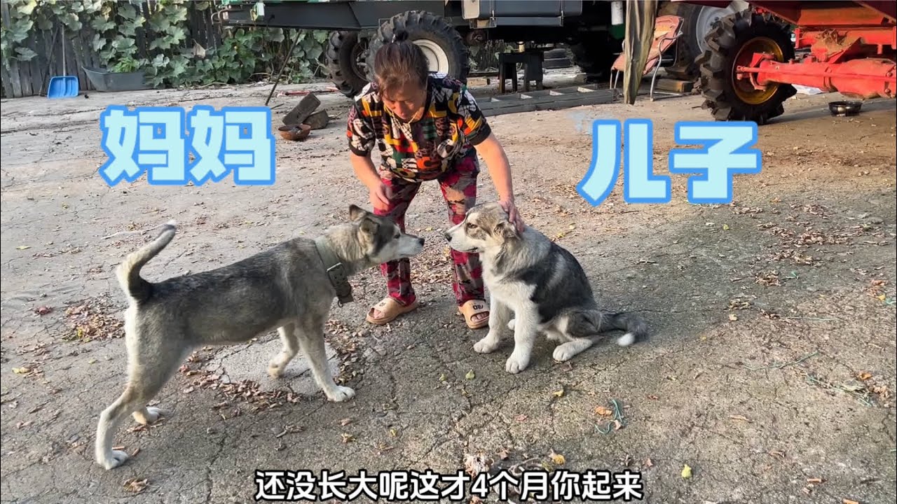 东北姑娘带着4个月大的阿拉斯加，去上面屯看望它的哈士奇妈妈 
