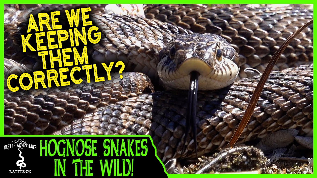 HOGNOSE SNAKES IN THE WILD! (Are we keeping them correctly?)