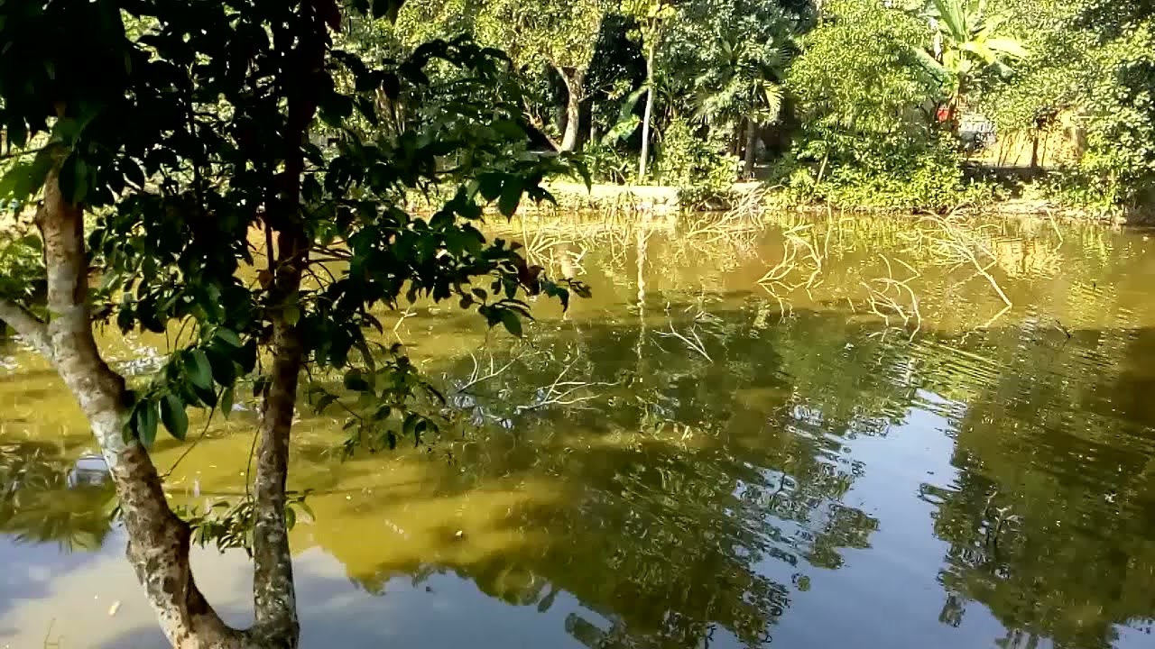 Video of the first morning scene of the new year 2022 || village morning 🌅 view.