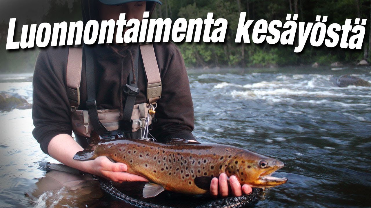 Säilytetään taimen vesissämme | Taimenen perhokalastus