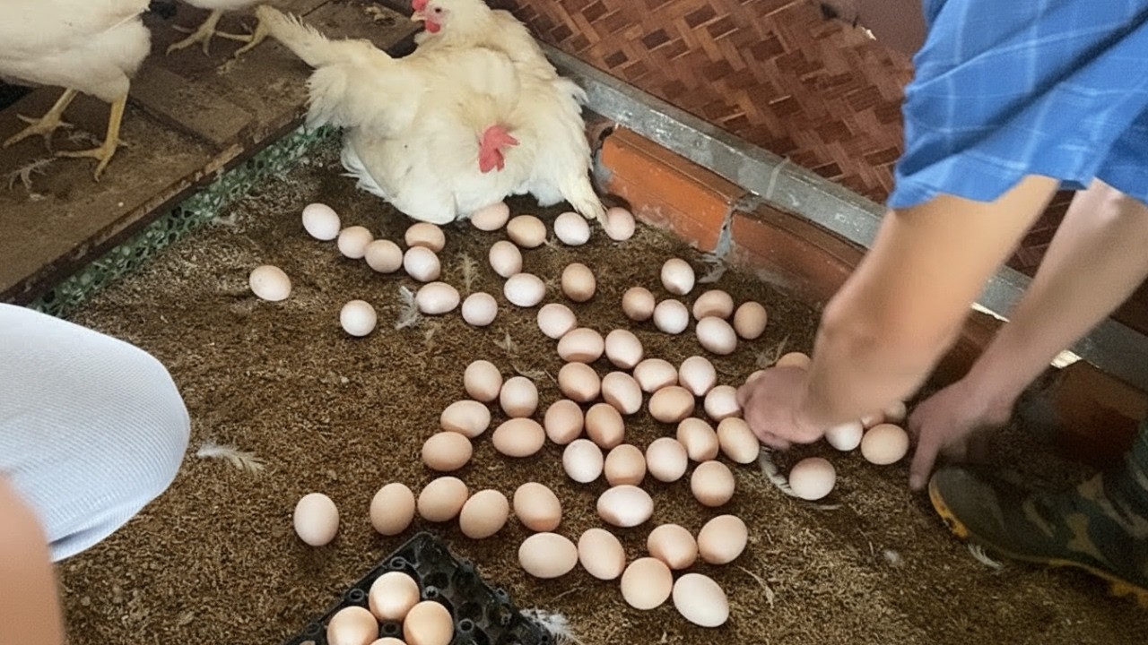 Morning Egg Harvest 🐔🥚 | Poultry Farm Routine.