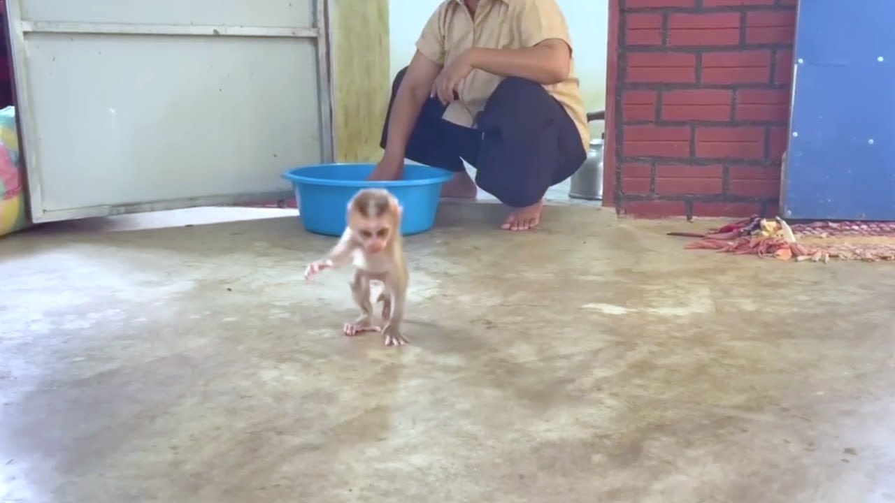 Smallest Baby Monkey Run A Way From Bathing