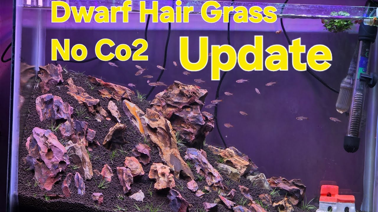  No Co2 Planted Aquarium ||  #shorts #aquarium #fishkeeping #aquascape