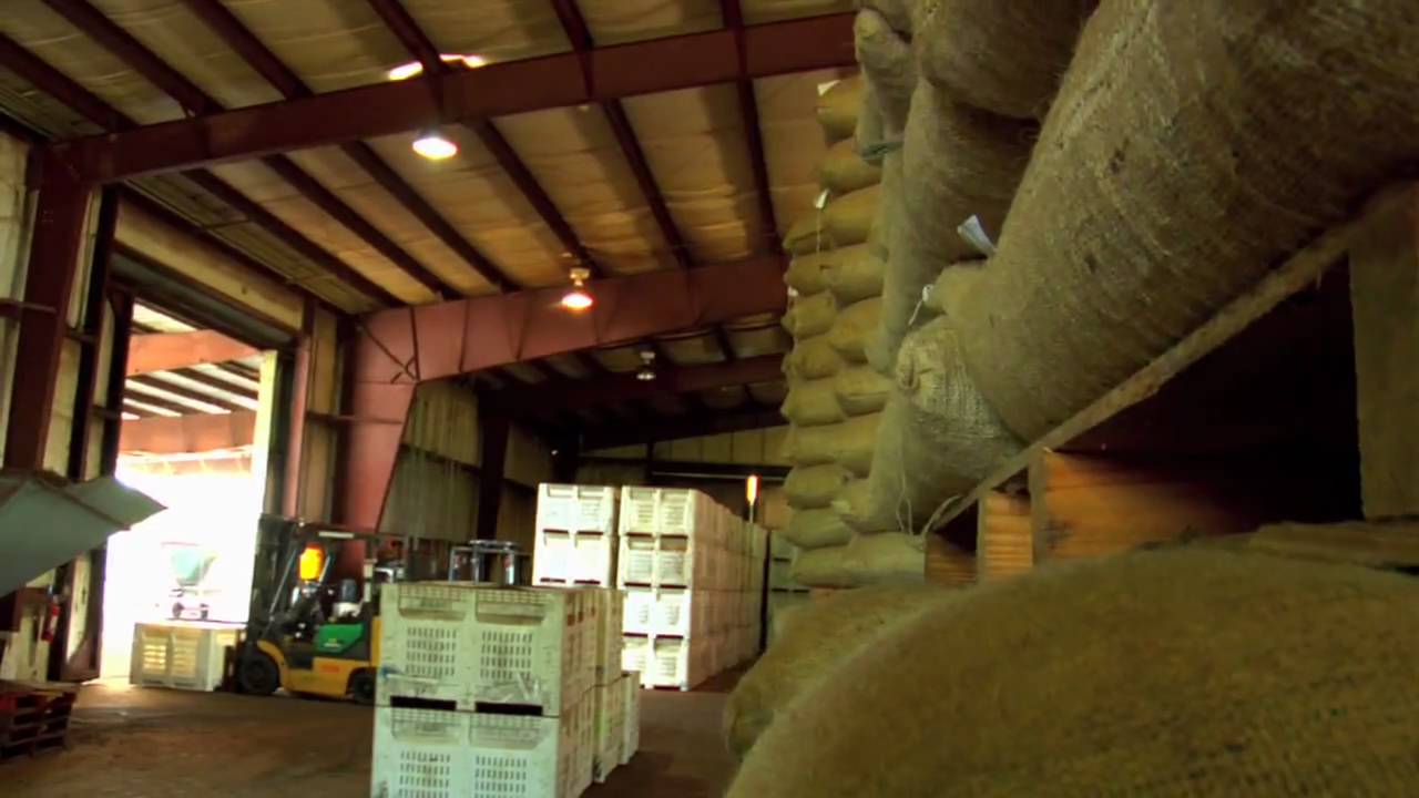 Saw Palmetto Documentary (Part 3) - Growing/Harvesting/Drying/Powdering