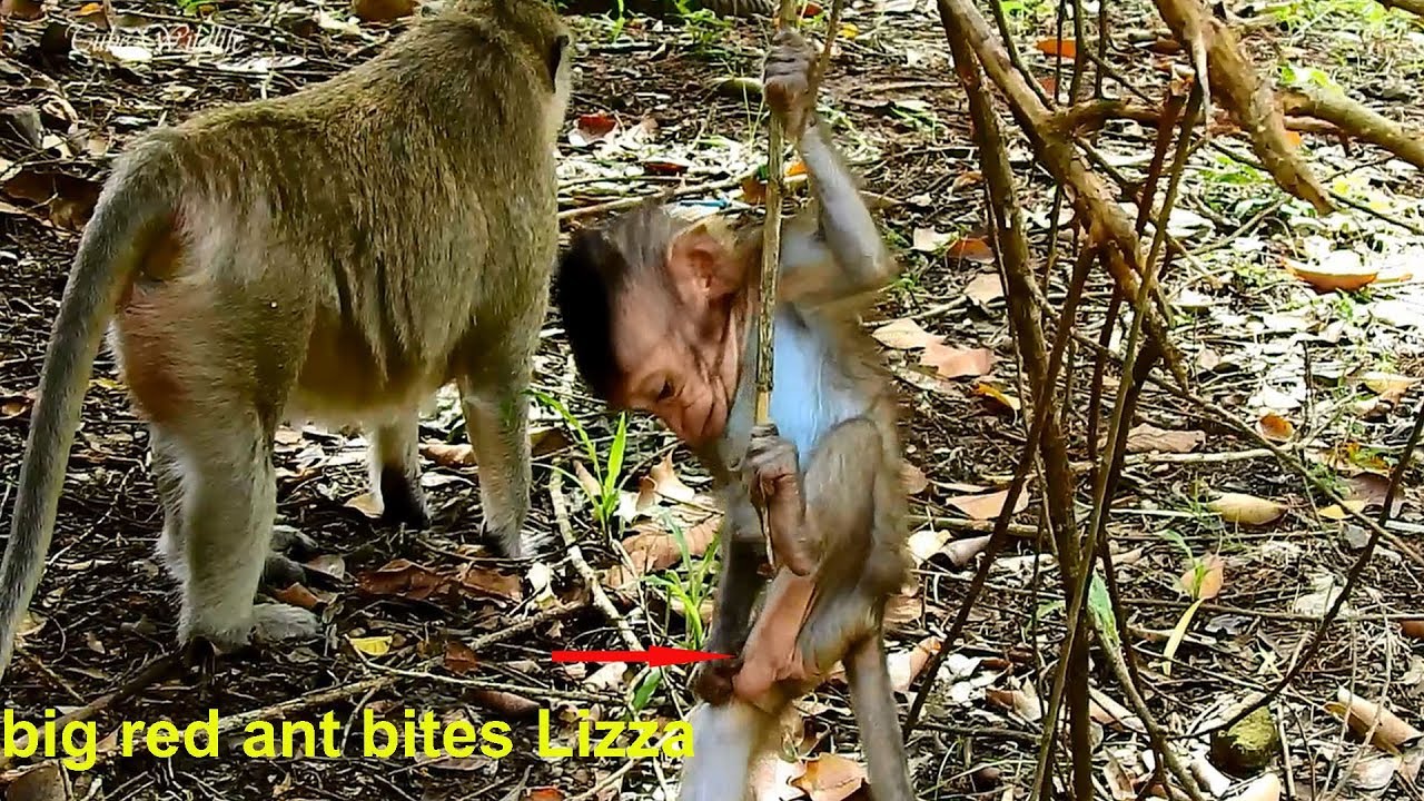 Oh! Big red ant bites cutie baby Lizza cos she is surly overactive climbing up & down playing.