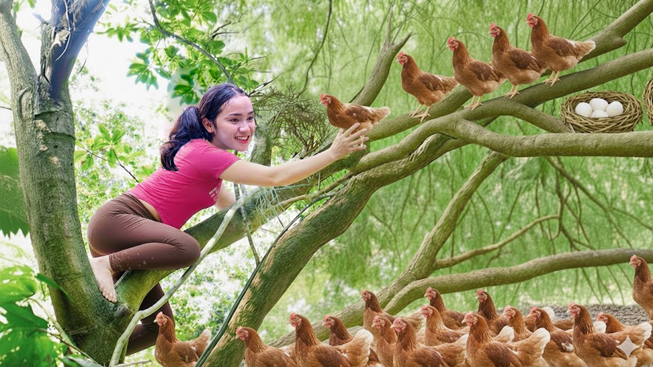 Catching Many Wild Jungle Chickens And Their Eggs In The Forest — Cooking And Building A Farm