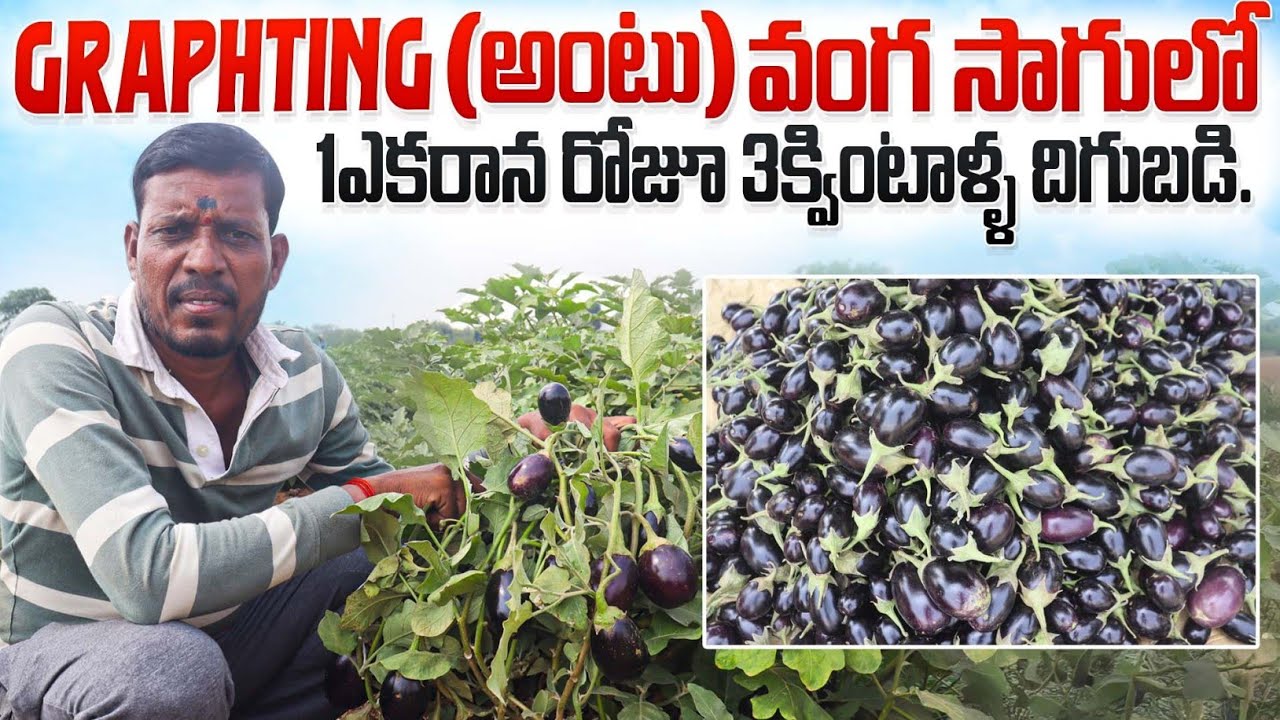 Graphting Brinjal Cultivation In Telugu || అంటు వంగ సాగు || అంటు వంగ మొక్కలు || అంటు మొక్కలు.