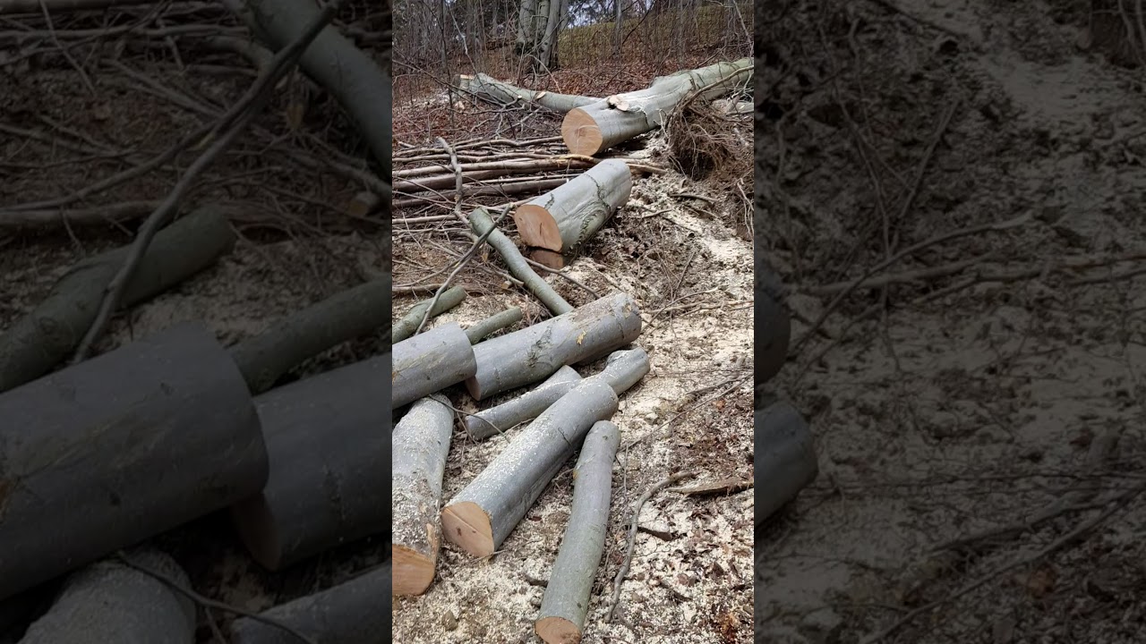 Praca z liskiem z przystanku bieszczady