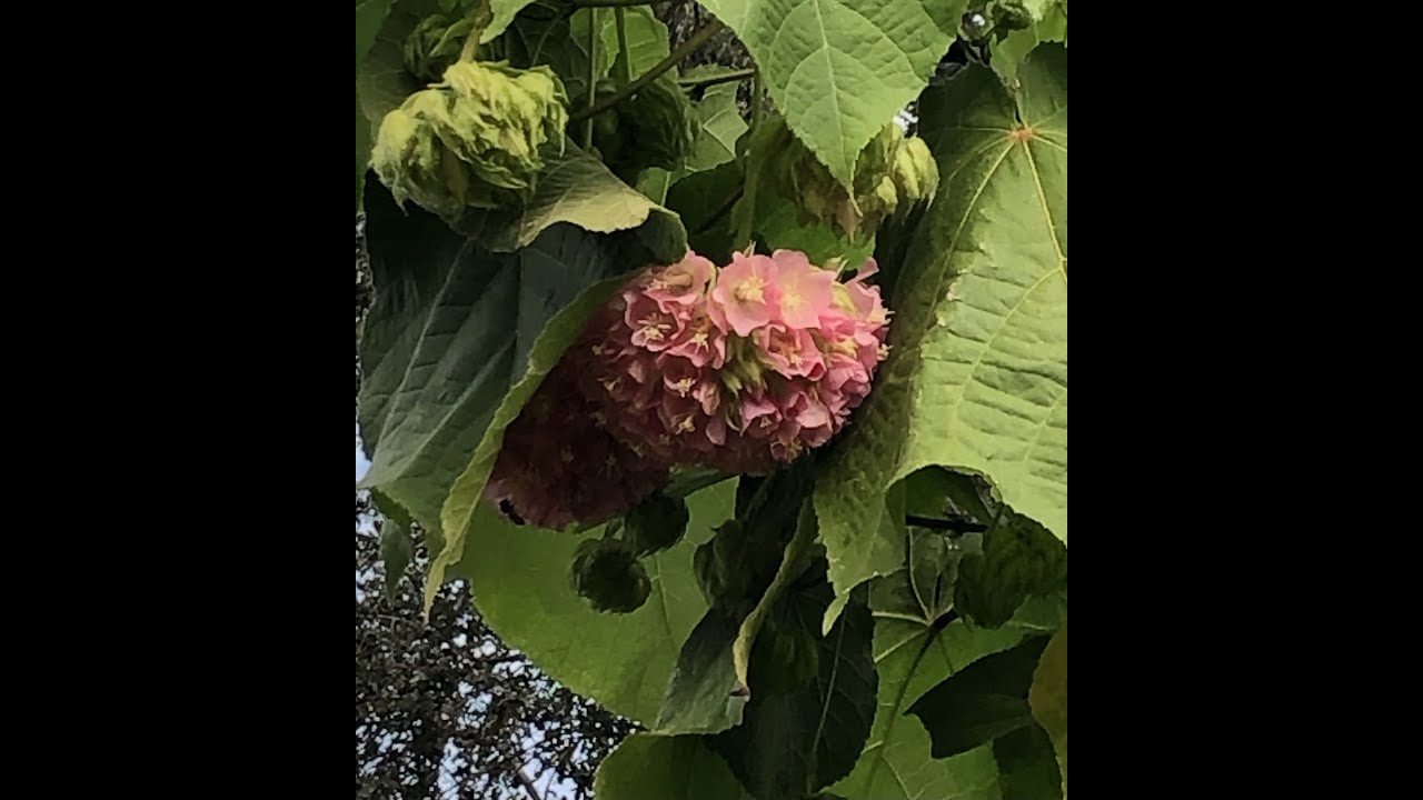 How do I prune my Pink Ball Tree (Dombeya Wallichi)?