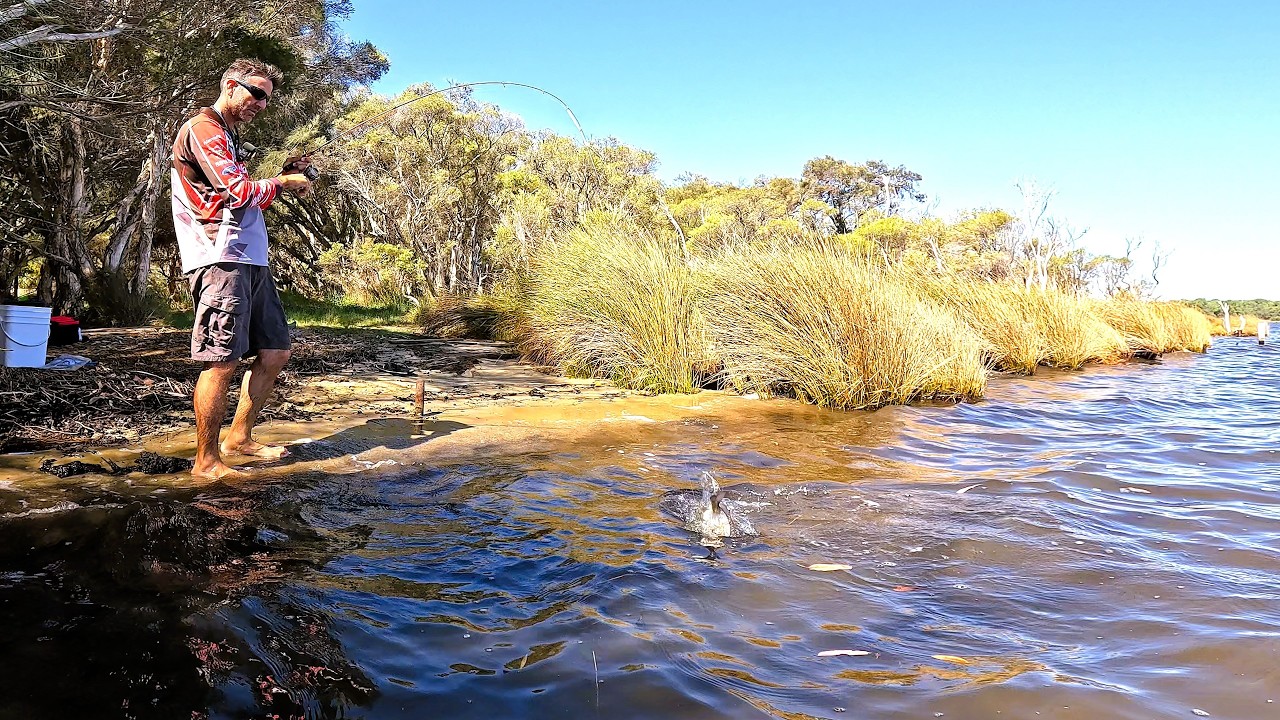Swan River Bream Session - Haven't Done This In YEARS!