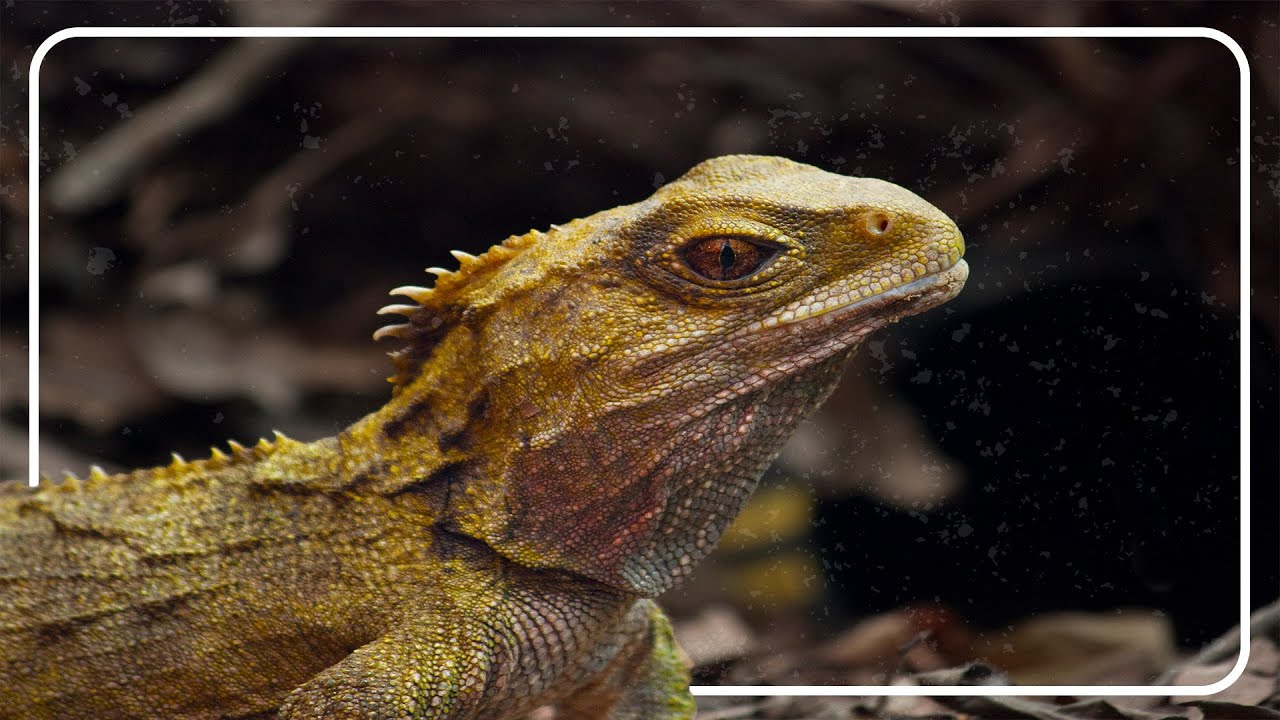 Older Than Dinosaurs: New Zealands Ancient Reptiles | Primeval New Zealand | The Reptile Room