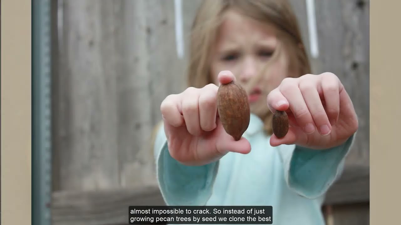 Pecans: The Great American Nut