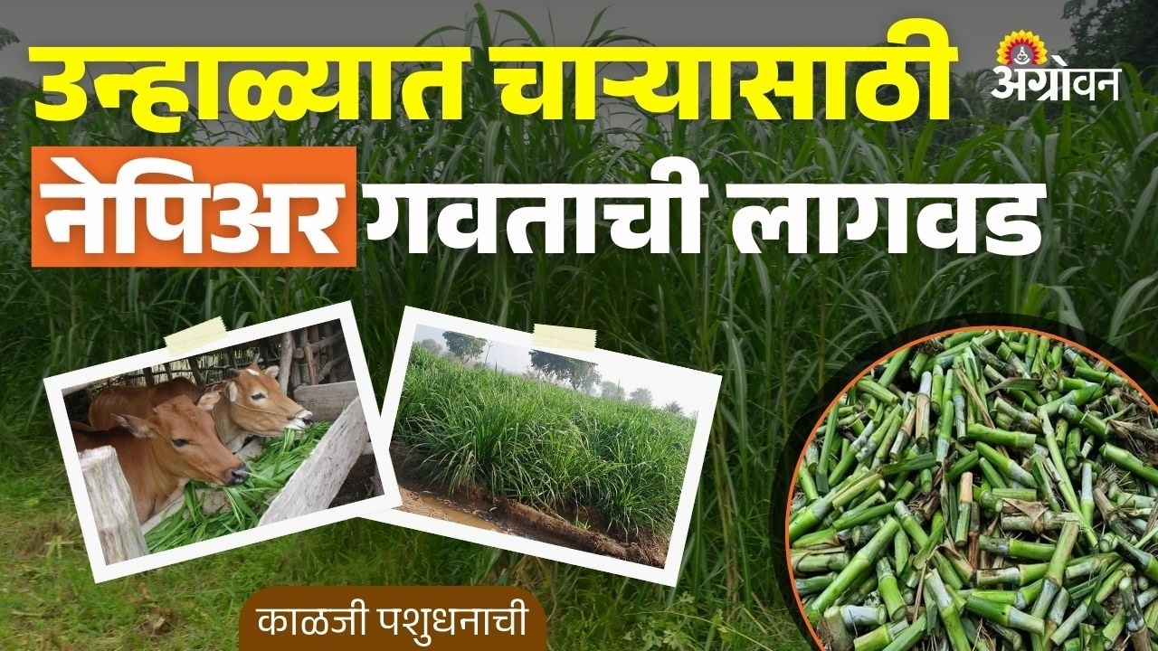 Hybrid Napier: उन्हाळ्यात हिरव्या चाऱ्यासाठी संकरित नेपिअर फायदेशीर कसे? | Agrowon