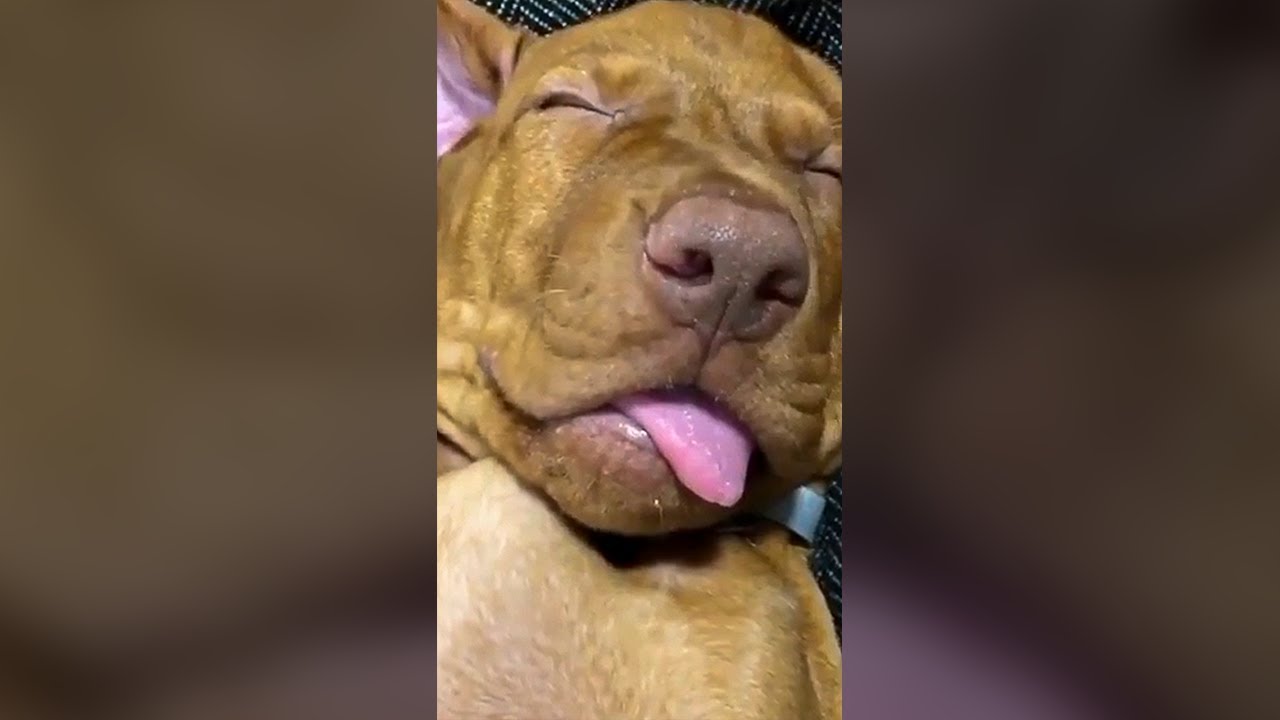 Funny Sleeping Cute Dog - Funny Dog Videos 🐾