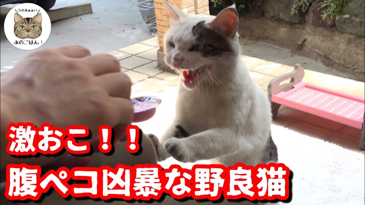 玄関を開けたらお腹を空かせた野良猫が！！豪華ごはんを振る舞ってみたら…
