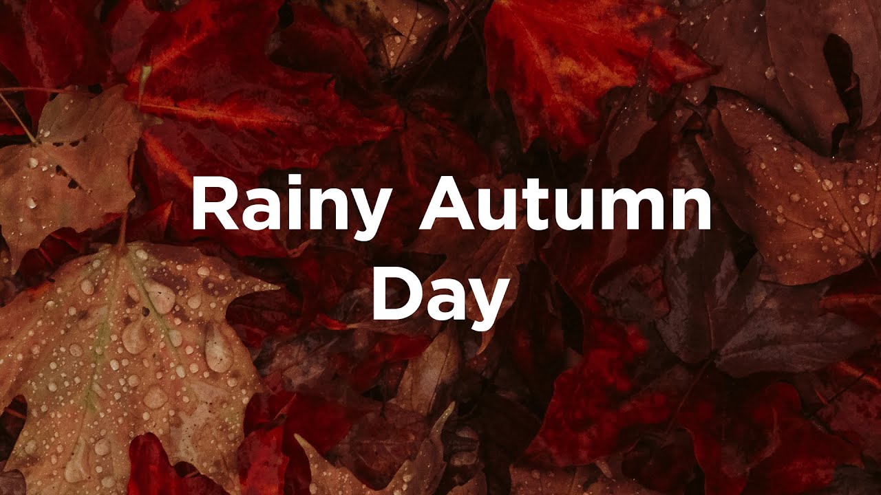Rainy Day Playlist 🎧 Autumn Lounge Session