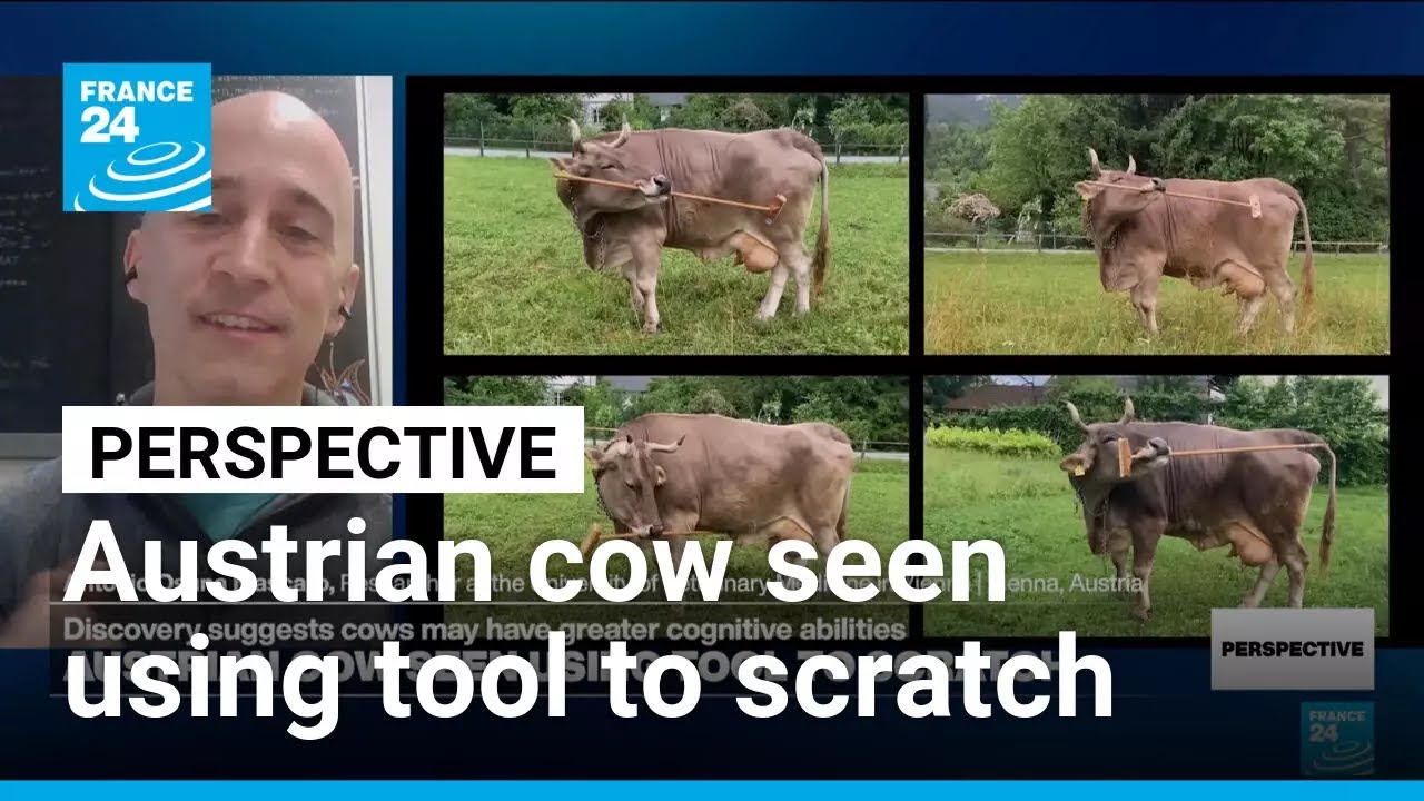 'The story of Veronika is truly mind-blowing,' researcher says on cow's tool use • FRANCE 24