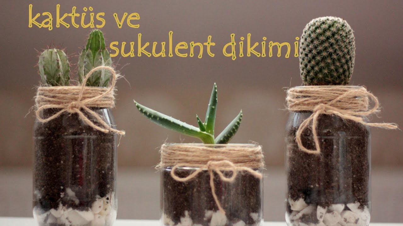 Kavanoza Sukulent ve Kaktüs Dikimi | KENDİN YAP | Succulent and Cactus Planting |DIY