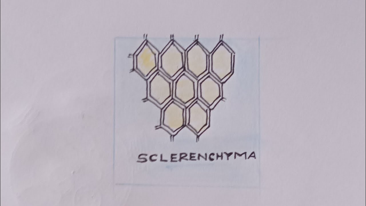 How to draw plant tissue/#sclerenchyma #shorts #aatreescienceart