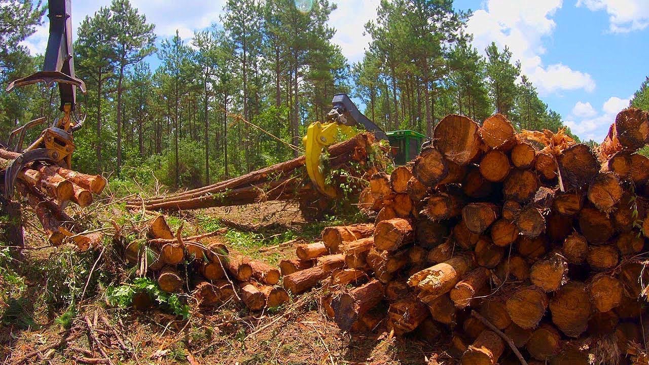 How Fast Can Loader Operator Mickey Delimb Pine Trees   Tigercat 234B
