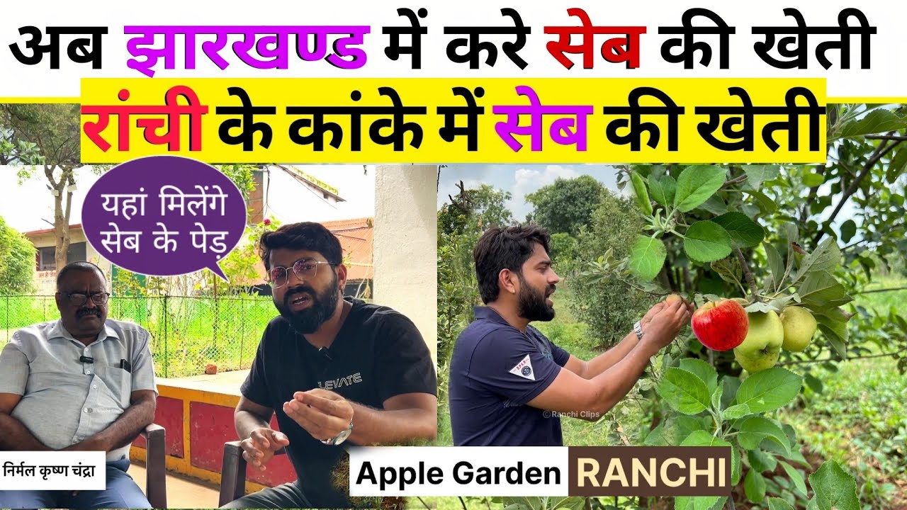 JHARKHAND में करे सेब की खेती। अब आप भी उगाए अपने घर में Apple 🍎🍏