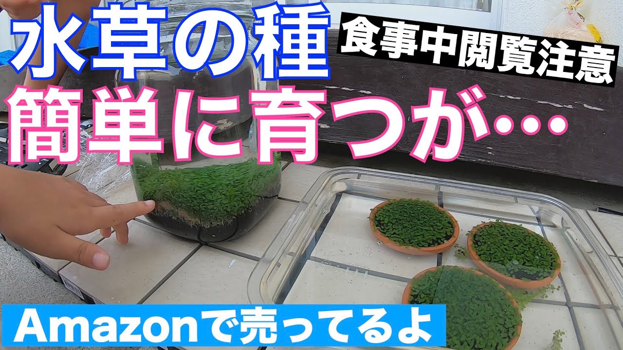 Amazonで買った水草の種を育ててみたが…（水草はとてもいい感じですが食事中閲覧注意）