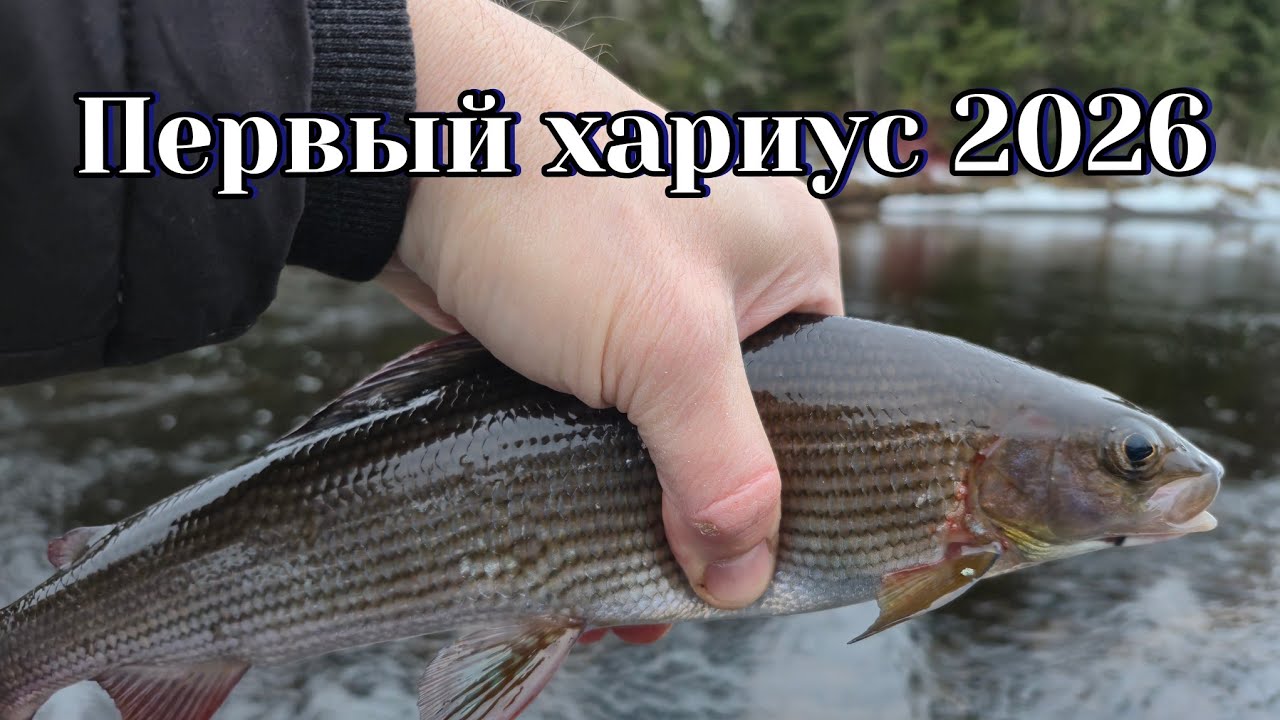 Открыл сезон хариуса 2026 — первый выезд и сразу рыба!