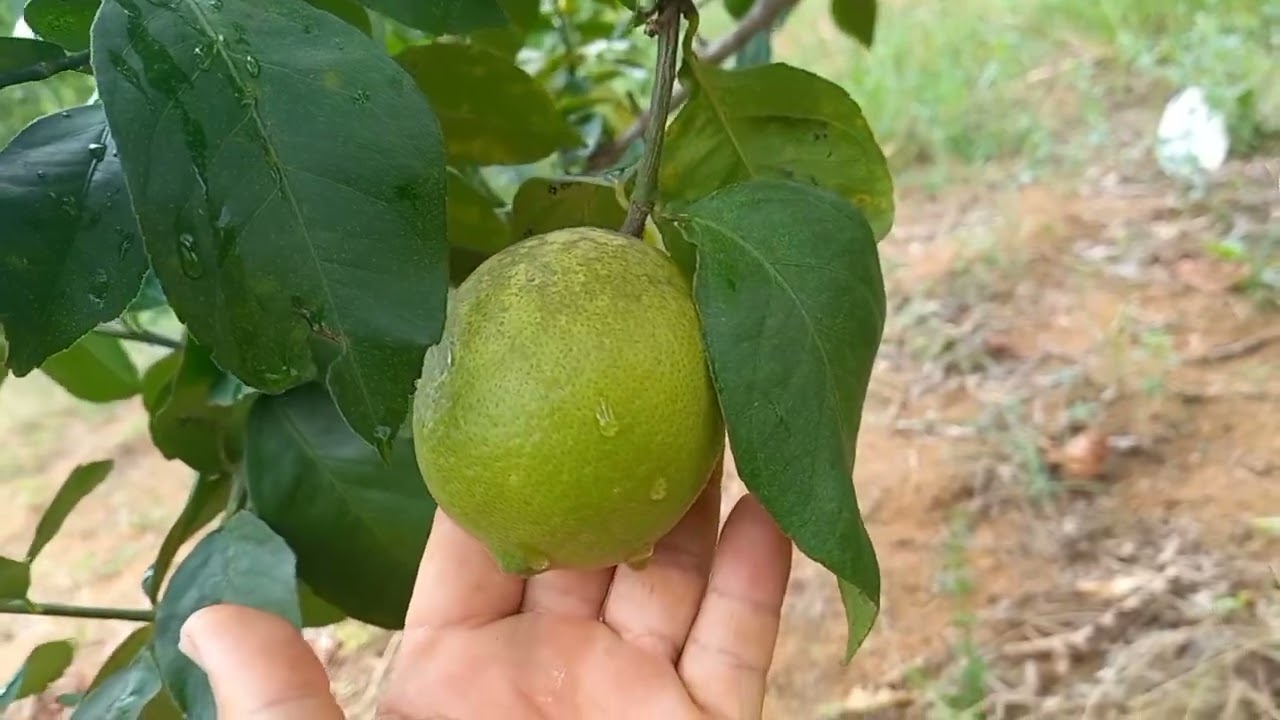 Nosso pomar de citrus - Atualizado #vidanaroça #pomar #citrus @recantodafamiliameira532