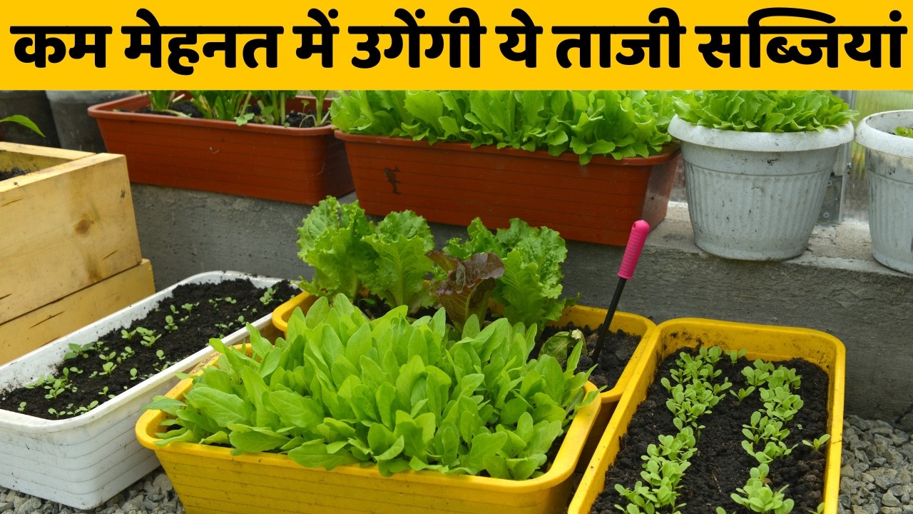 गार्डनिंग का शौक है लेकिन समय नहीं मिलता? गार्डन में उगाएं ये 5 सब्जियां, कम देखभाल और ताजी सब्जियां