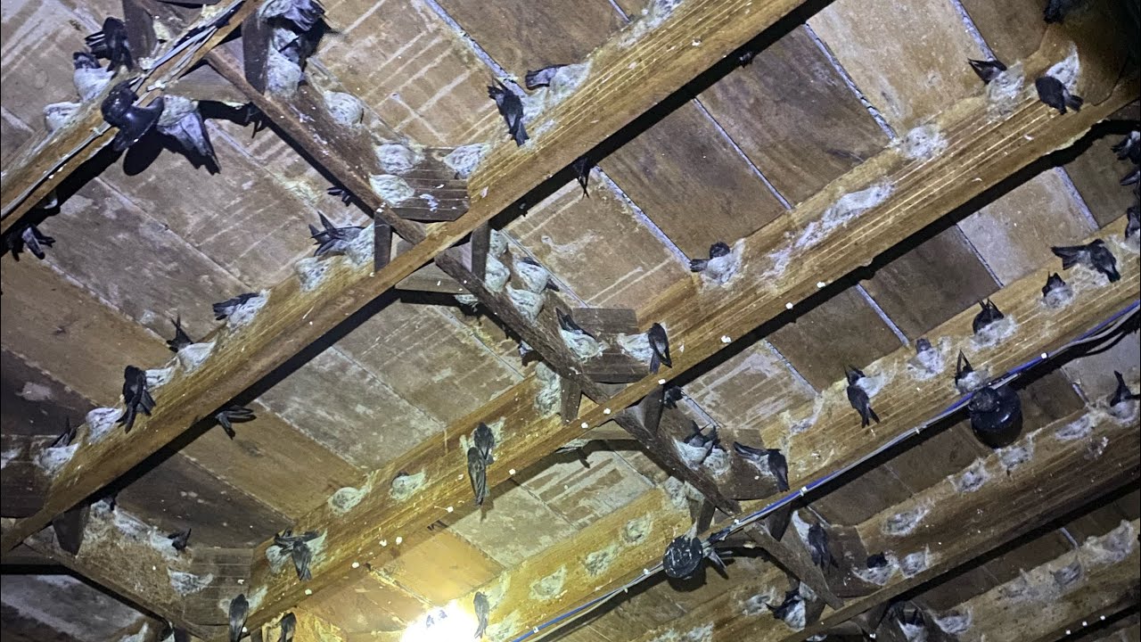 There is the successful swiftlet house.