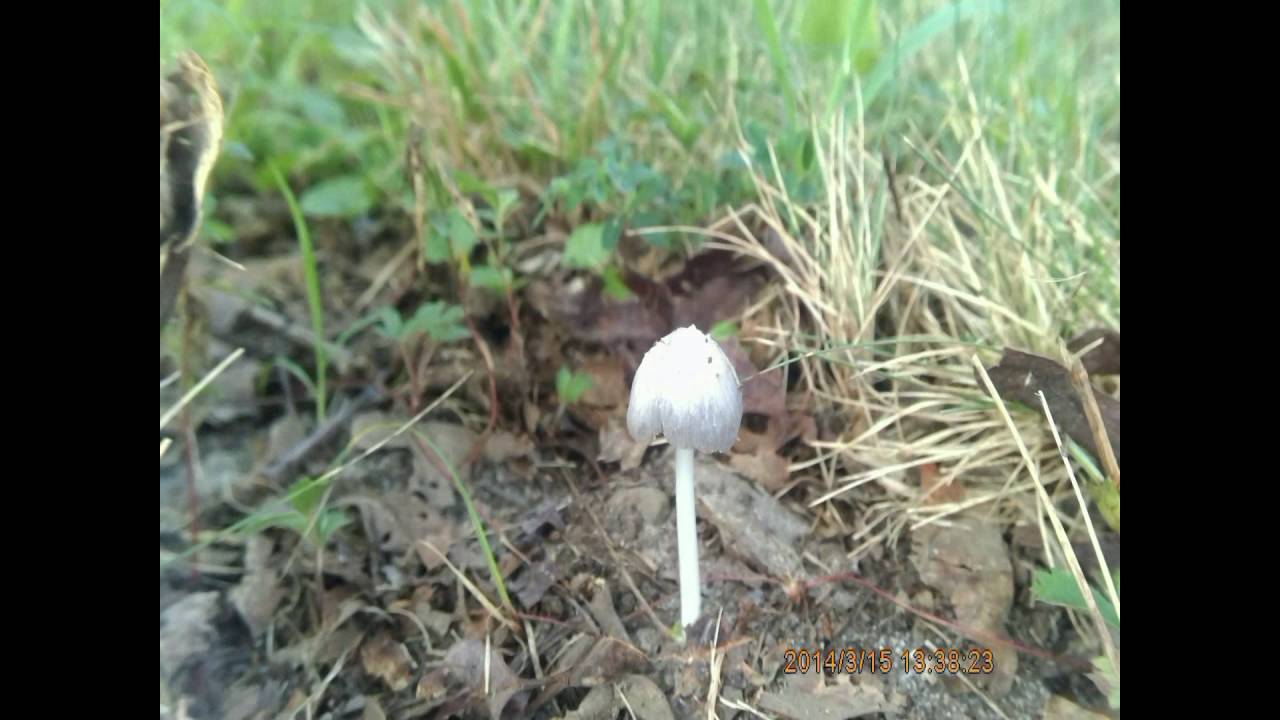 Inkcap Fungus at 725X Normal Speed