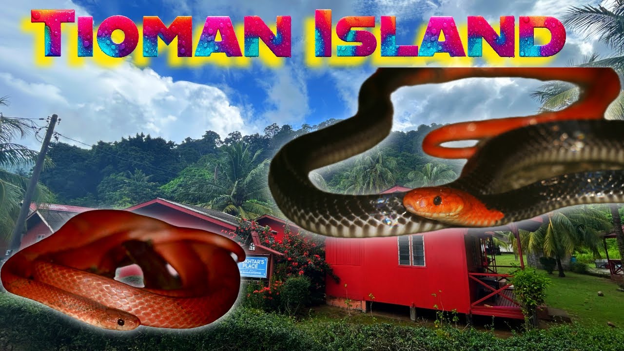 Редкие змеи острова Тиоман, Малайзия. Красноглавый крейт, кукри и ложная гадюка в Малайзии.