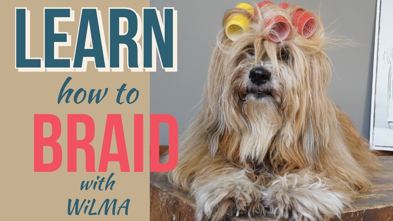 BRAIDS - I show you on my dog how to braid