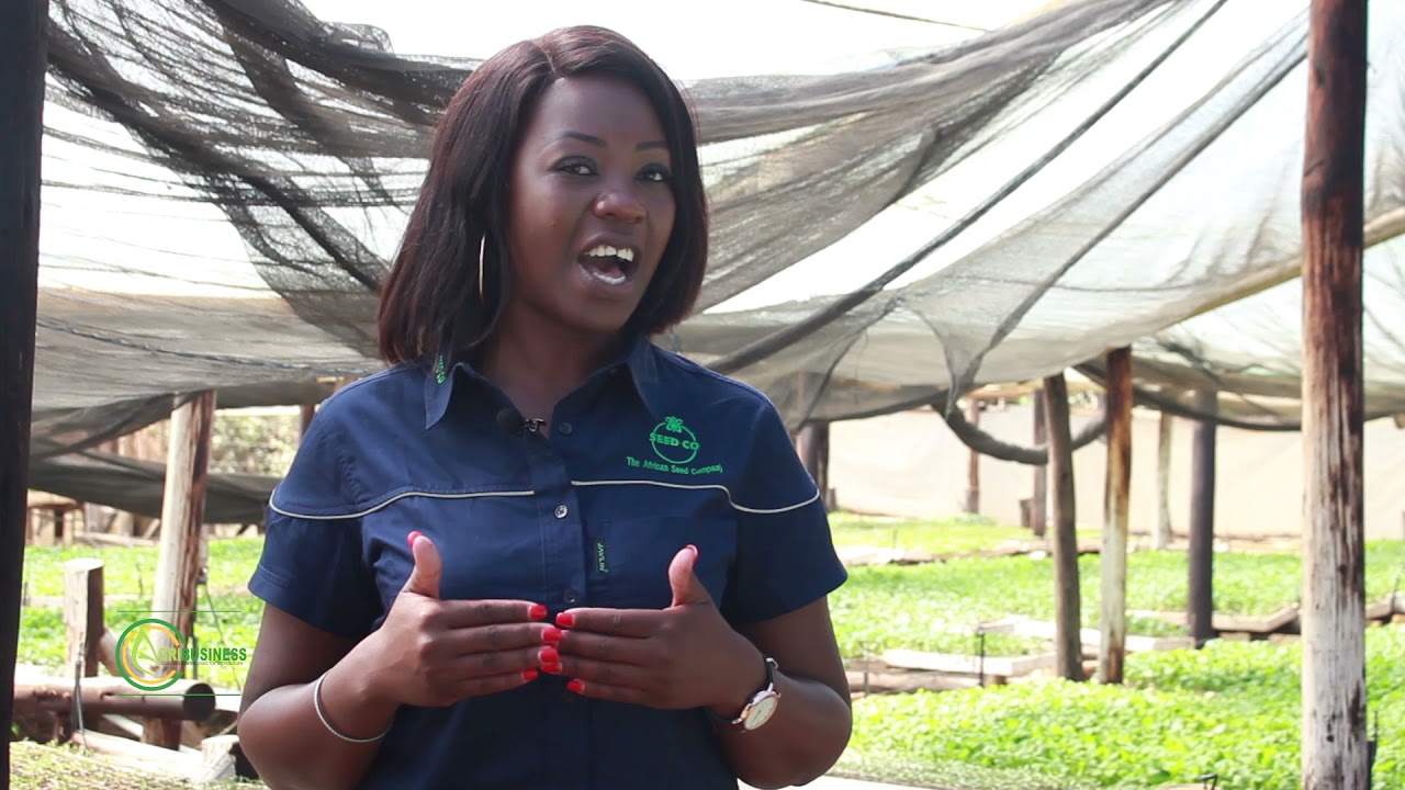 VEGETABLE SEEDLINGS  PRODUCTION :  A lucrative venture