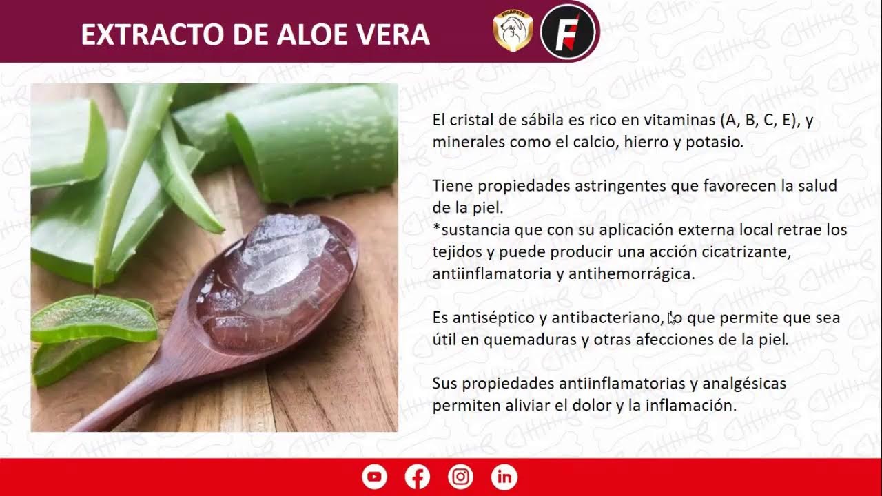 GLUCONATO DE CLORHEXIDINA – Champú antiséptico para perros y gatos de todas las edades.