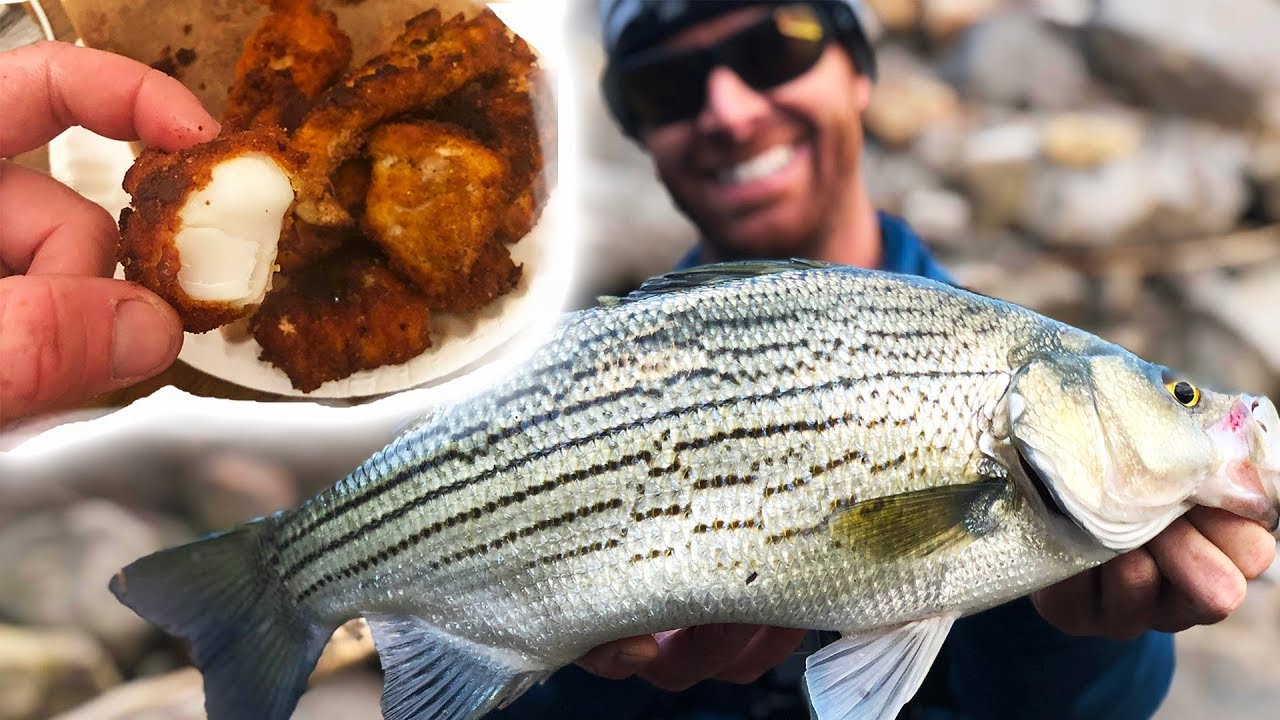 Catch Clean Cook: Walleye & Wipers - Dam Fishing | Field Trips with Robert Field