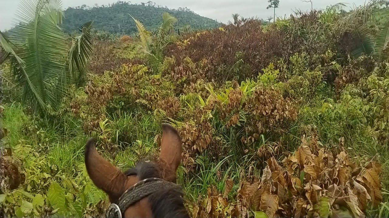 Fiz aplicação com Drone em juquira com três metros de altura e me surpreendi com o resultado.