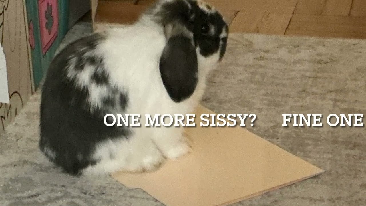 How can I say no to that face
