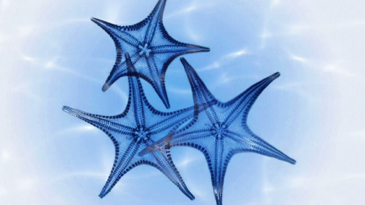 STARFISH MUSIC